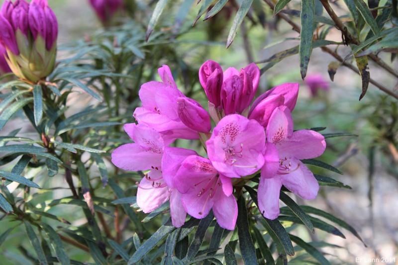 Rhododendrons  - Page 3 Img_3911