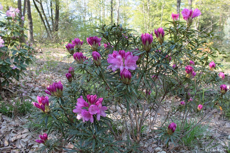 Rhododendrons  - Page 3 Img_3912