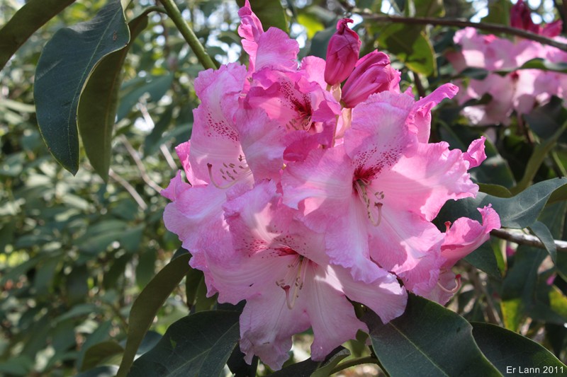 Rhododendrons  - Page 3 Img_3913