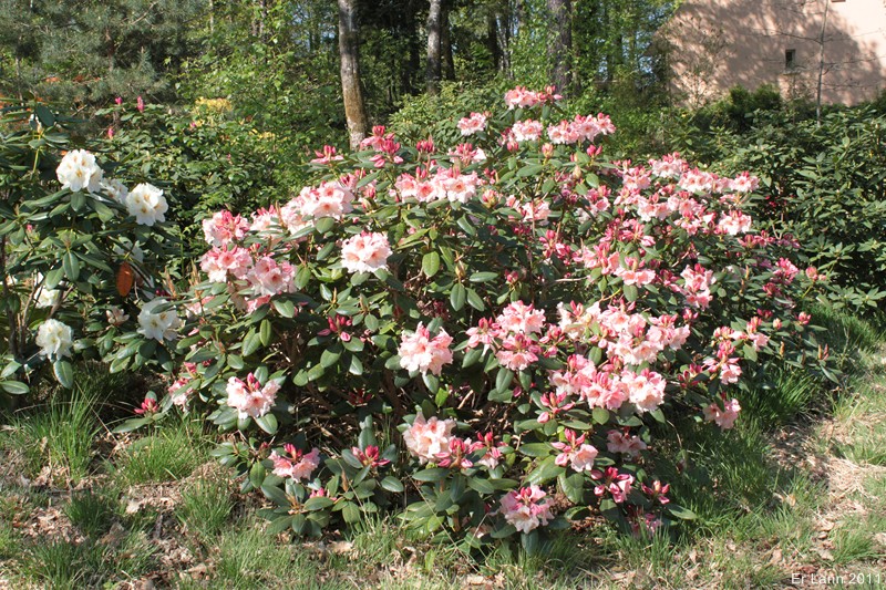 Rhododendrons  - Page 3 Img_3915