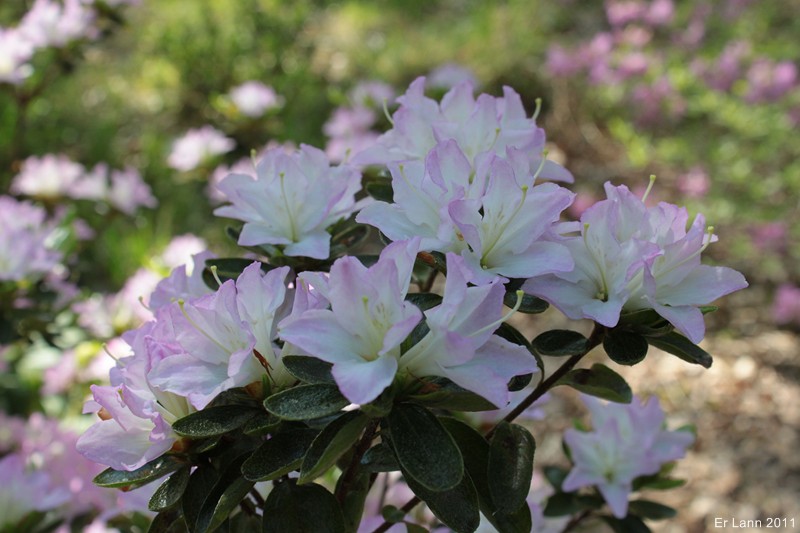 Rhododendrons  - Page 3 Img_3920