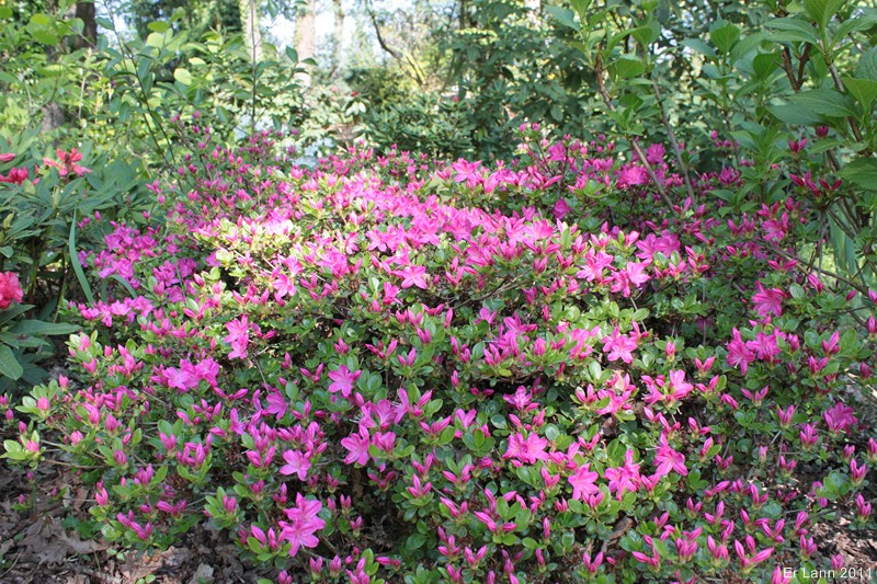 Rhododendrons  - Page 3 Img_3928