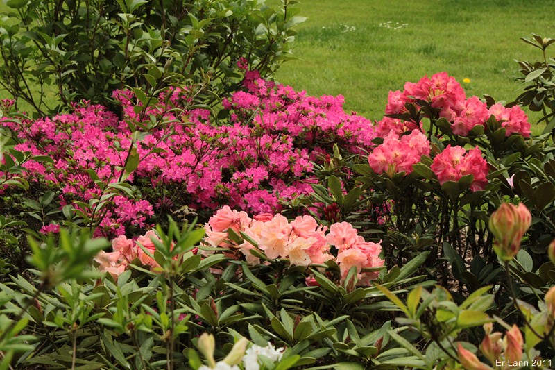 Rhododendrons  - Page 3 Img_3935