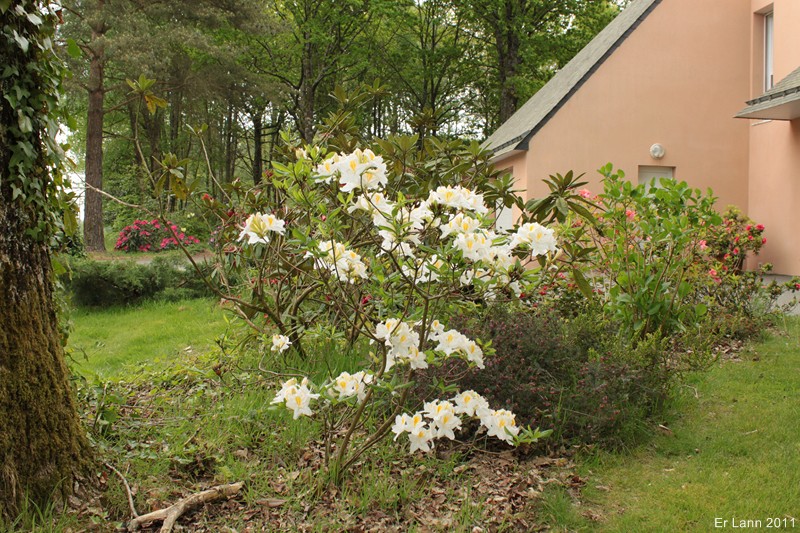 Rhododendrons  - Page 3 Img_3941