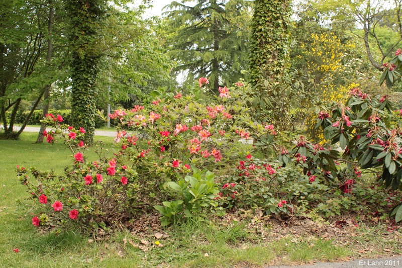 Rhododendrons  - Page 3 Img_3943