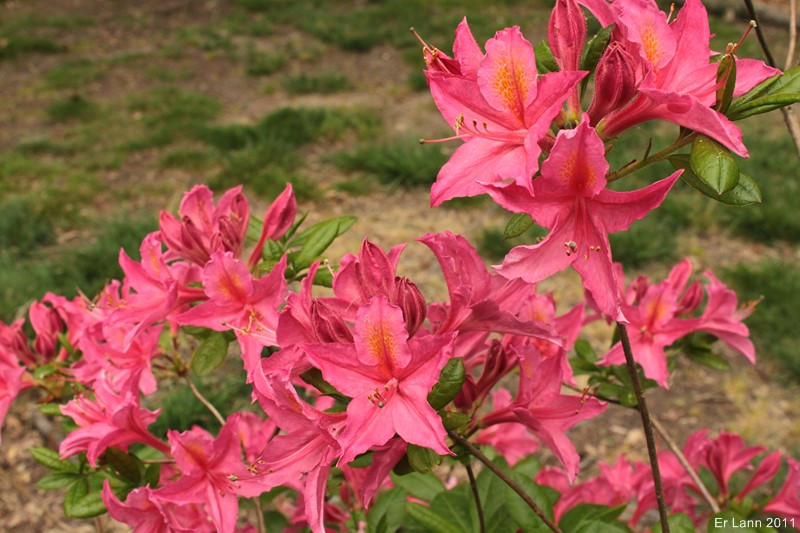 Rhododendrons  - Page 3 Img_4010