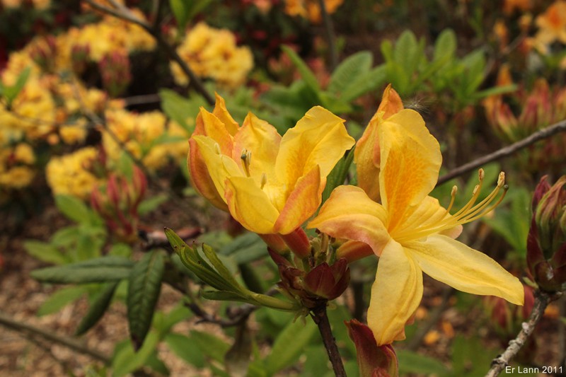 Rhododendrons  - Page 3 Img_4014