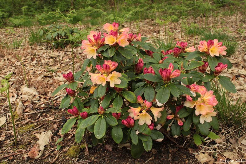 Rhododendrons  - Page 3 Img_4016