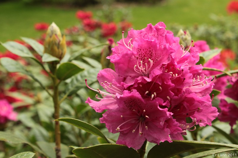 Rhododendrons  - Page 3 Img_4023