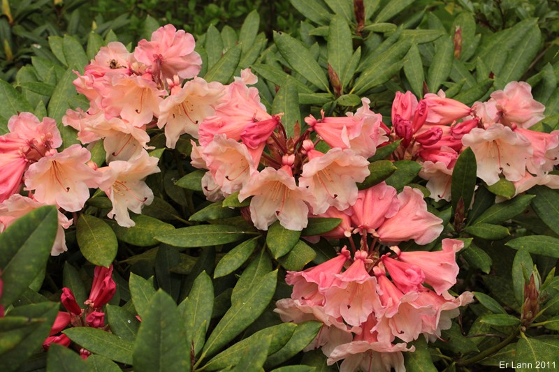 Rhododendrons  - Page 3 Img_4028