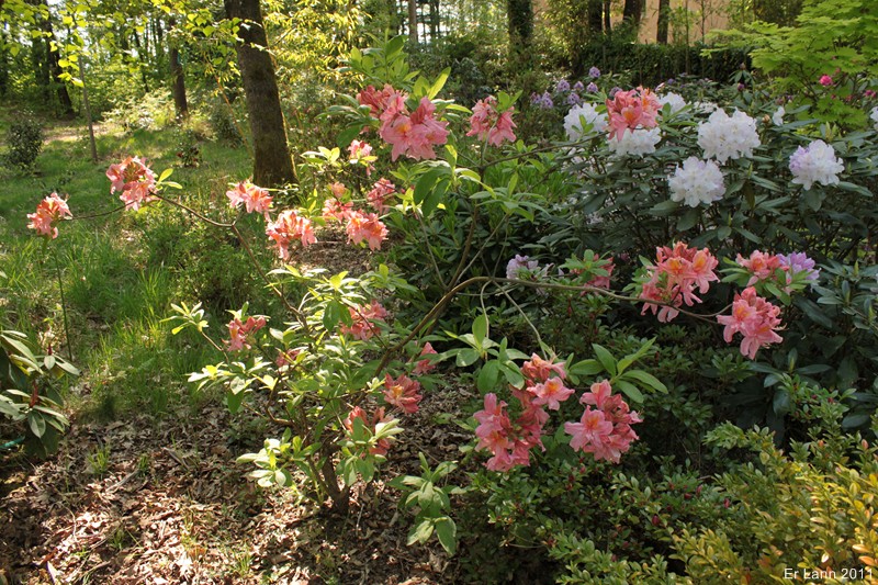 Rhododendrons  - Page 4 Img_4114