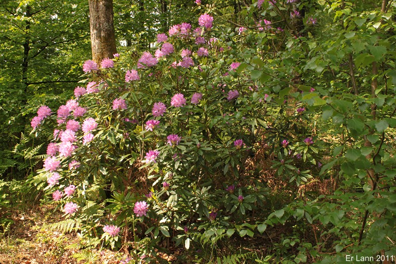 Rhododendrons  - Page 5 Img_4229