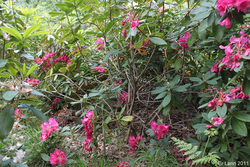 Rhododendrons  - Page 5 Img_4414