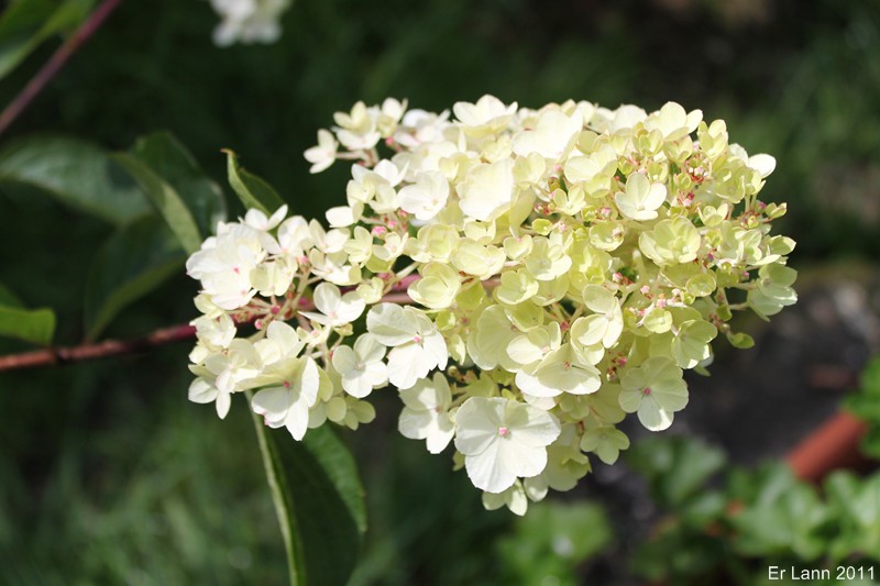 Hortensias Img_4612