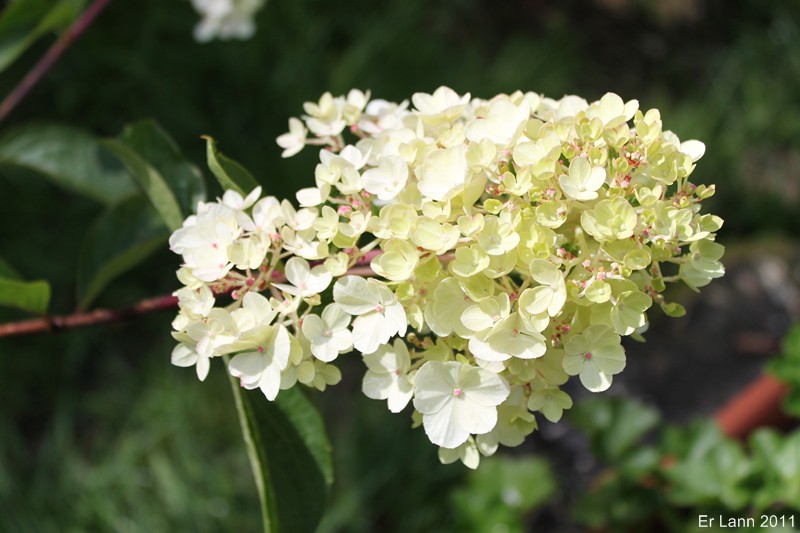 Hortensias  Img_4612