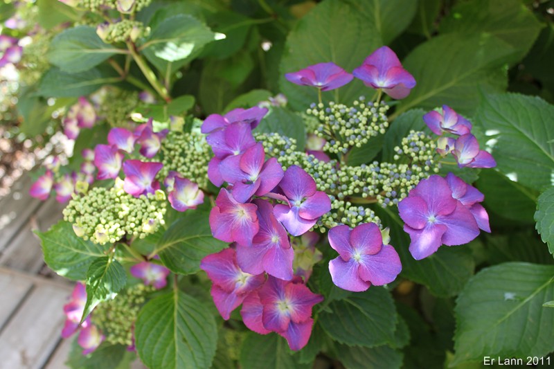 hortensias - Hortensias  Img_4613