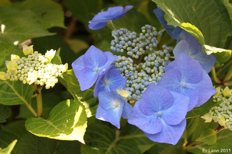 hortensias - Hortensias  Img_4614