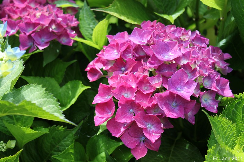 hortensias - Hortensias  Img_4615