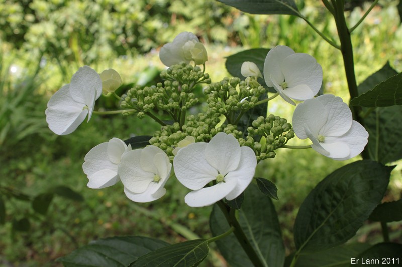 Hortensias  Img_4618