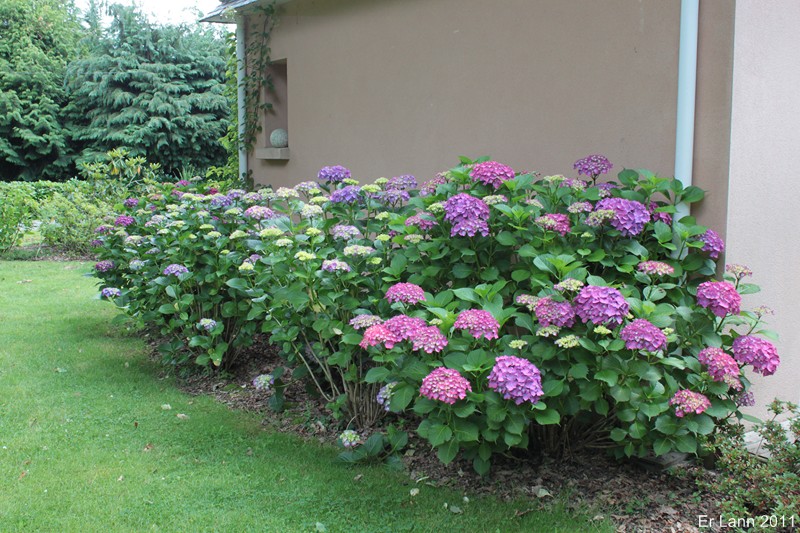 Hortensias  Img_4619