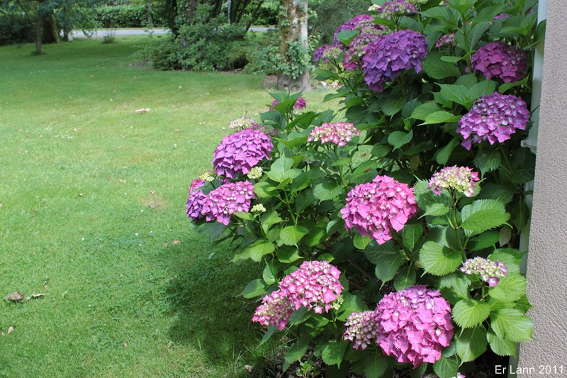 Hortensias Img_4620