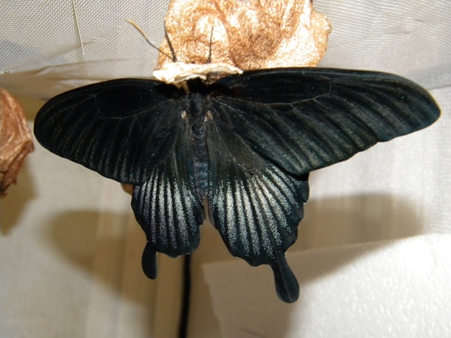 Papilio memnon x lowi sur Skimmia japonica - Page 3 To_do_13