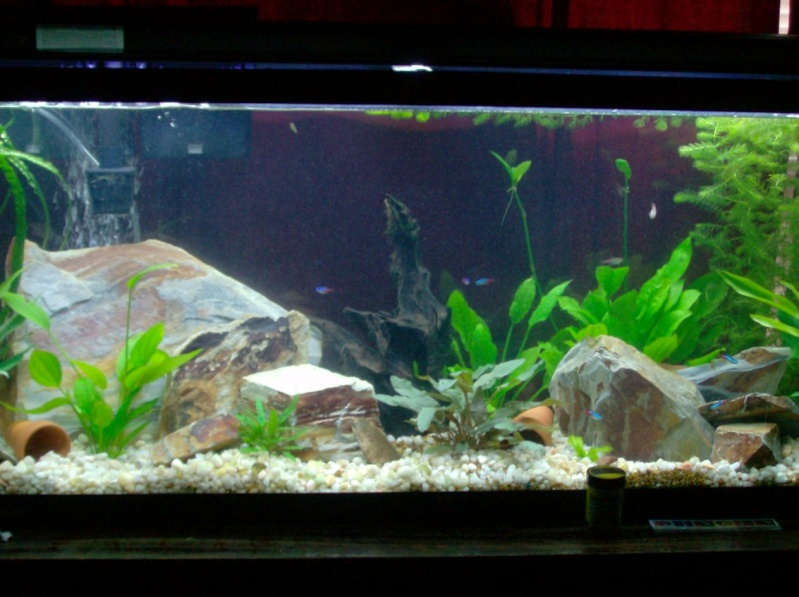updated pics of a few of my tanks Fish_011