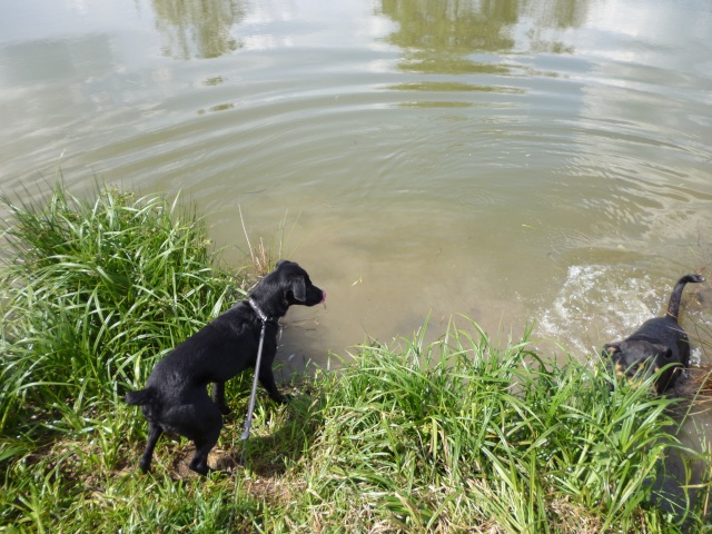 promenade à l'étang : Loric & Goku P1000311