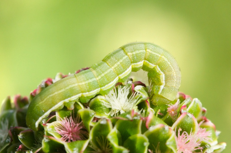 chenille verte _mg_7111