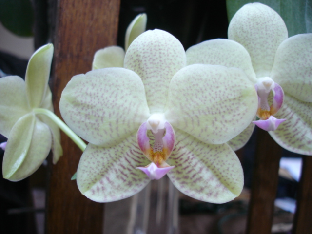 Orchideenblüten 2011 Phalae16