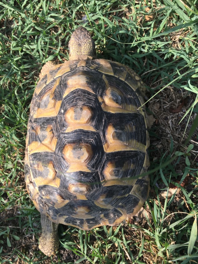 Identification 2 tortues  B1782210