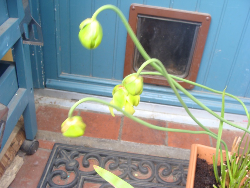 Resistance de Sarracenia flava Dsc04921