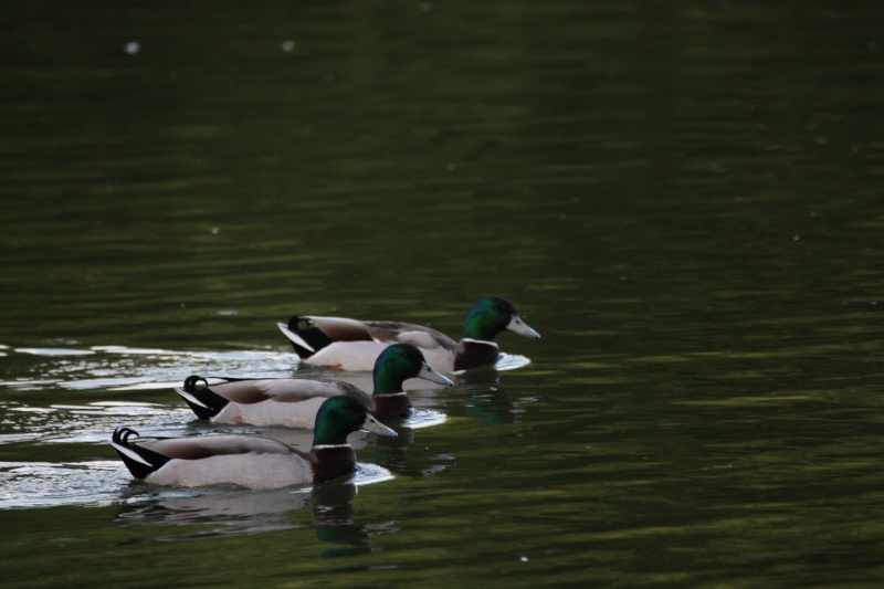 Les trois mousquetaires Img_9512