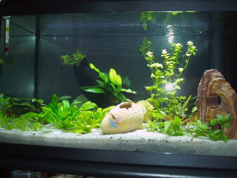 présentation de mon aquarium Vue_fa10