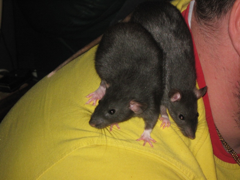 mes deux rat noir Img_0627