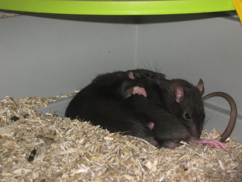 mes deux rat noir Img_0712