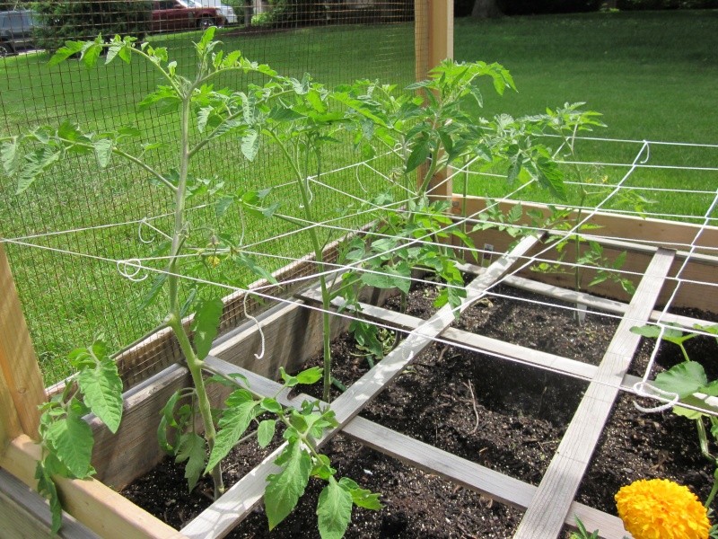 Tomato Tuesday Thread (N&C Midwest).. - Page 3 Img_1110