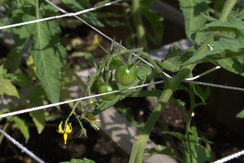 Tomato Tuesday Thread (N&C Midwest).. - Page 4 Img_9610