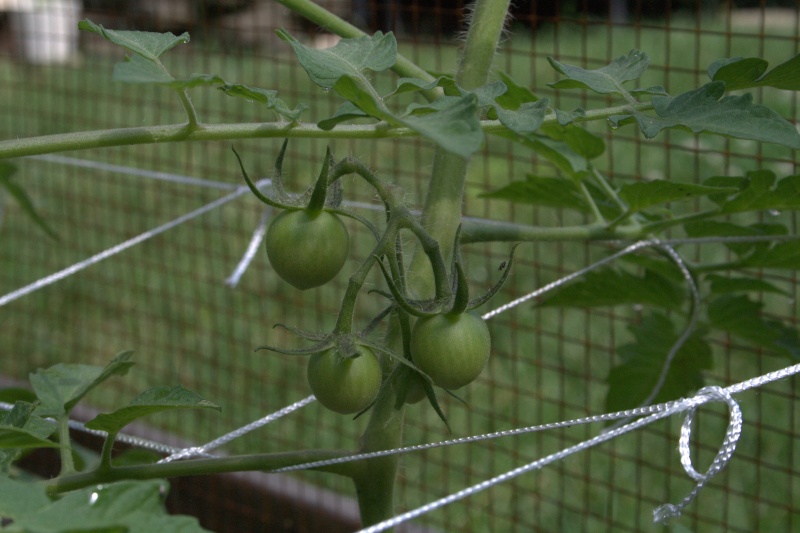 Tomato Tuesday Thread (N&C Midwest).. - Page 4 Img_9611