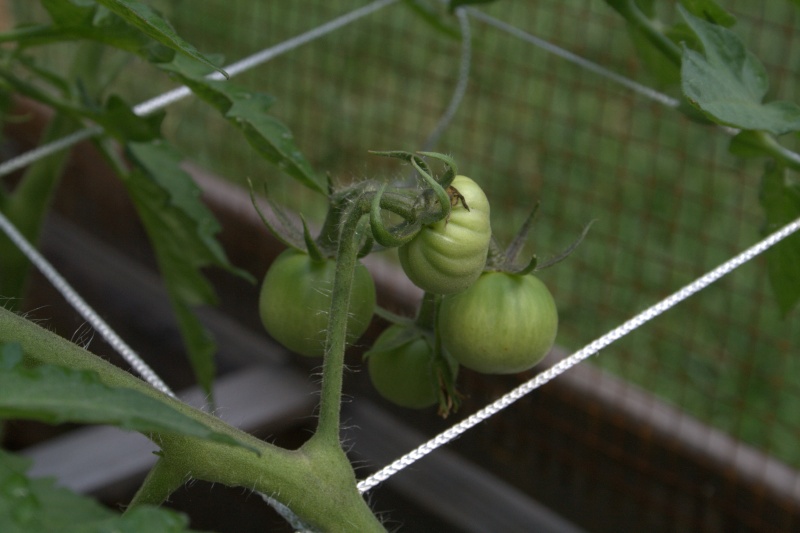 Tomato Tuesday Thread (N&C Midwest).. - Page 4 Img_9612