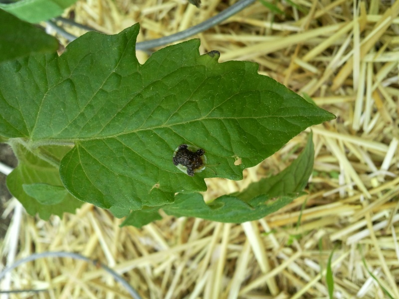 Unidentified bug on a tomato plant 2011-010