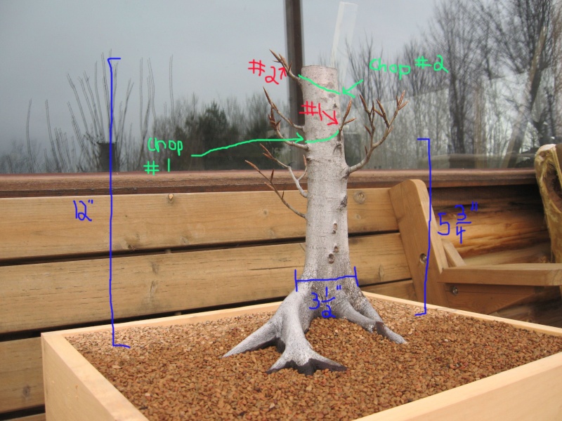 Design help with Fagus grandifolia "Ed" the Yamadori trunk chop Eddesi10