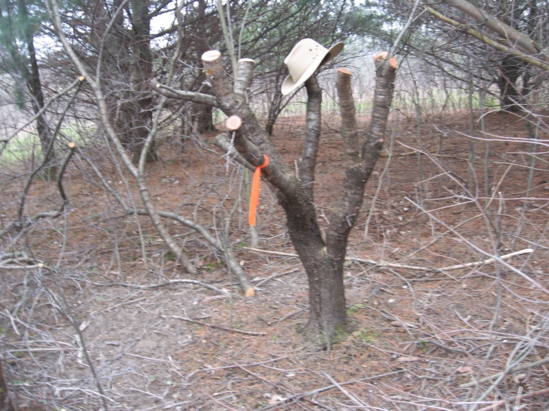 European (common) Buckthorn, Rhamnus cathartica..Thinking BIG. Img_2615