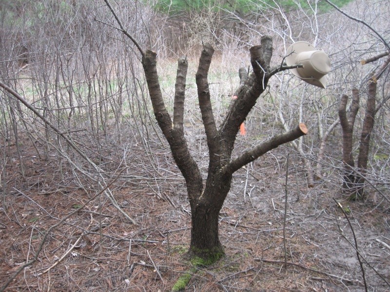 European (common) Buckthorn, Rhamnus cathartica..Thinking BIG. Img_2616