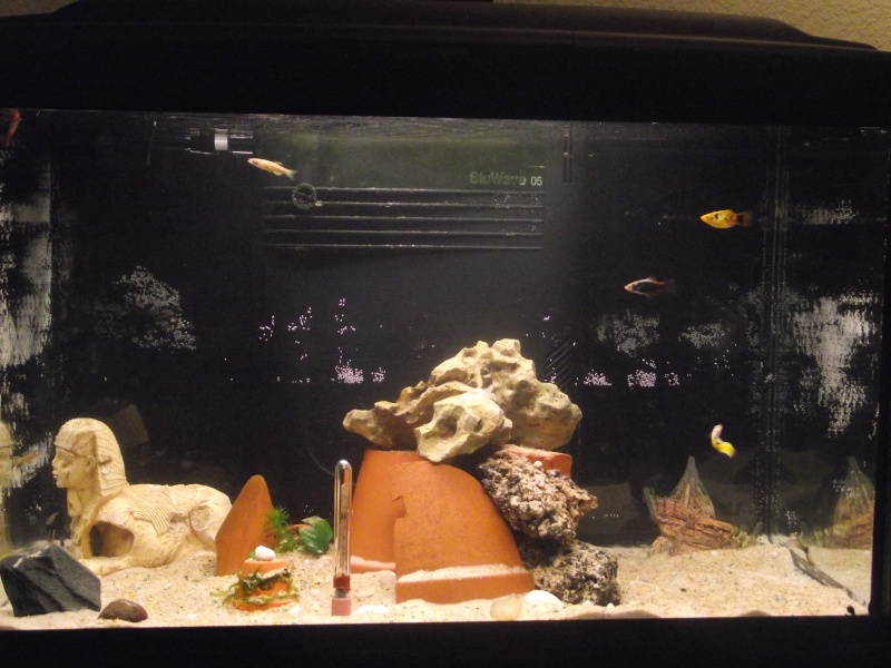 mon aquarium 75L Dscf2620