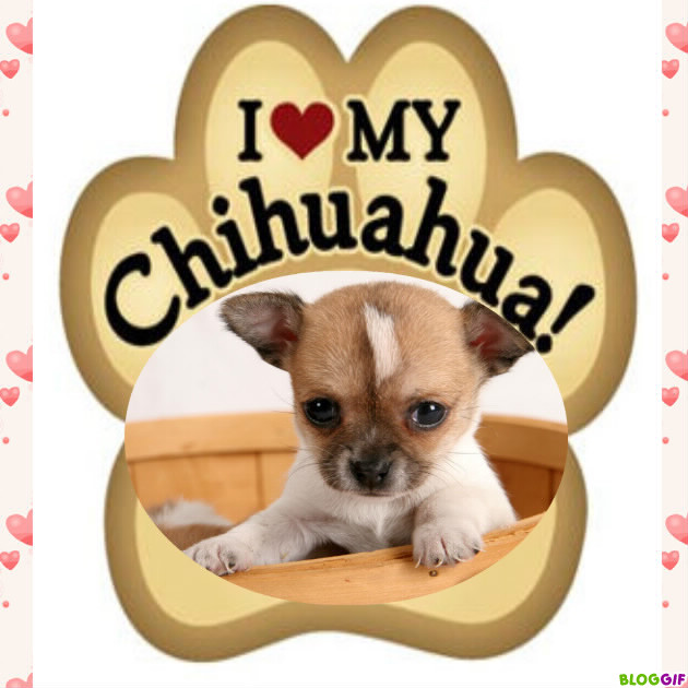 I love my CHIHUAHUA 3