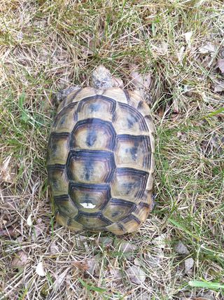 Tortue trouvée, besoin d'aide! Tortue11