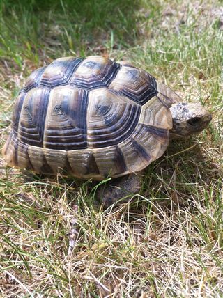 Tortue trouvée, besoin d'aide! Tortue14