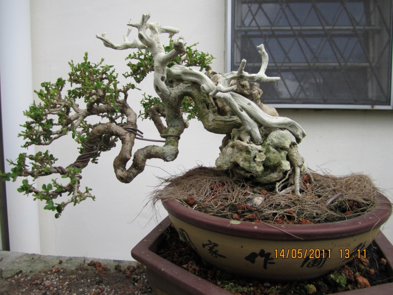 Small Premna Microphylla Bonsai12