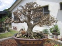 Different wrightia religosa Bonsai13